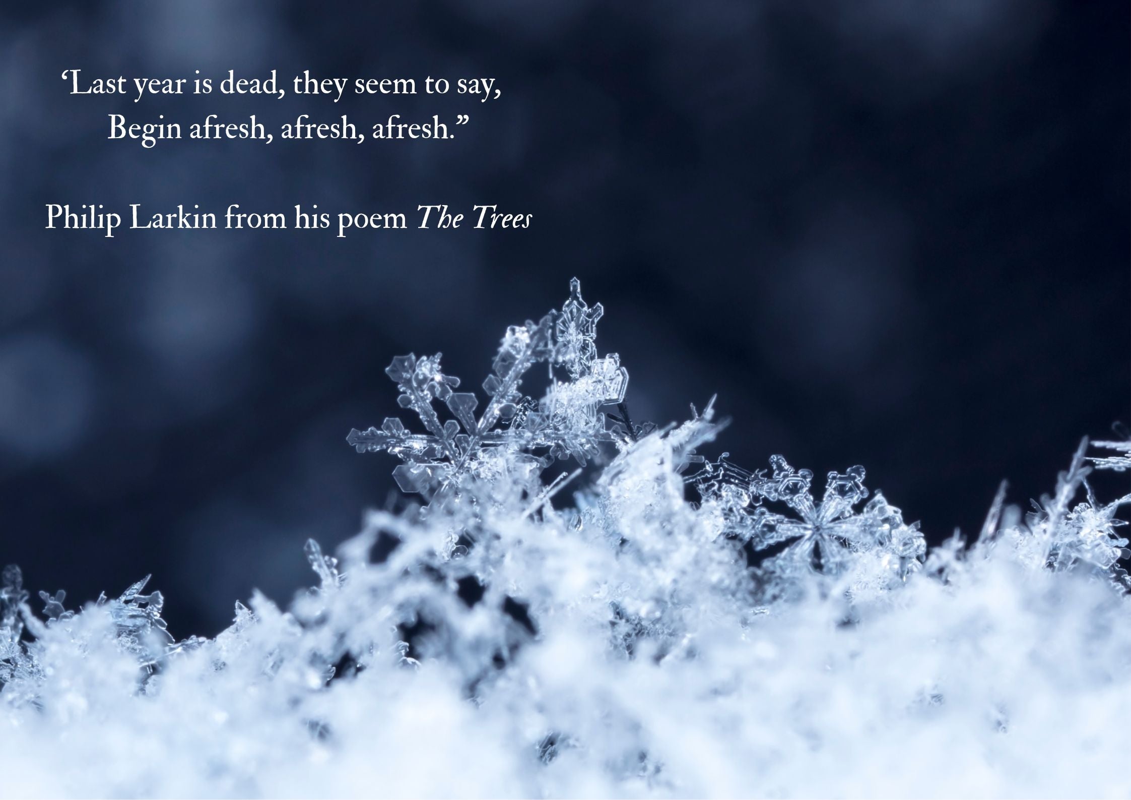 Begin Afresh - Poetic remedies to lift the spirits and find comfort in the Winter season
